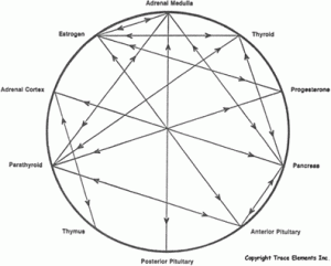 diagram-hormoner